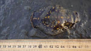 Large Navanax