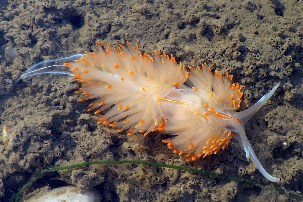 opalescent nudibranch, hermissenda 