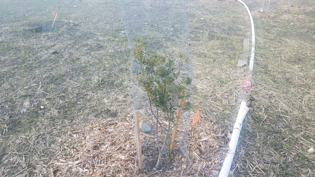 Plant growing at Chorro Creek Ecological Reserve