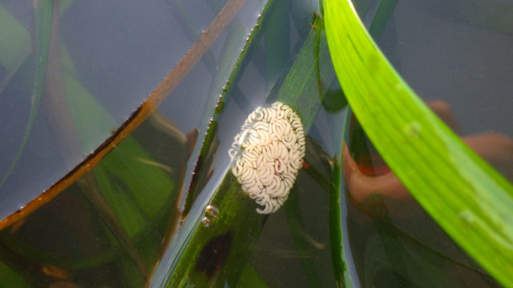 Many organisms lay their eggs within eelgrass beds. During low tides, eelgrass beds remain wet, which helps prevent eggs from drying out.