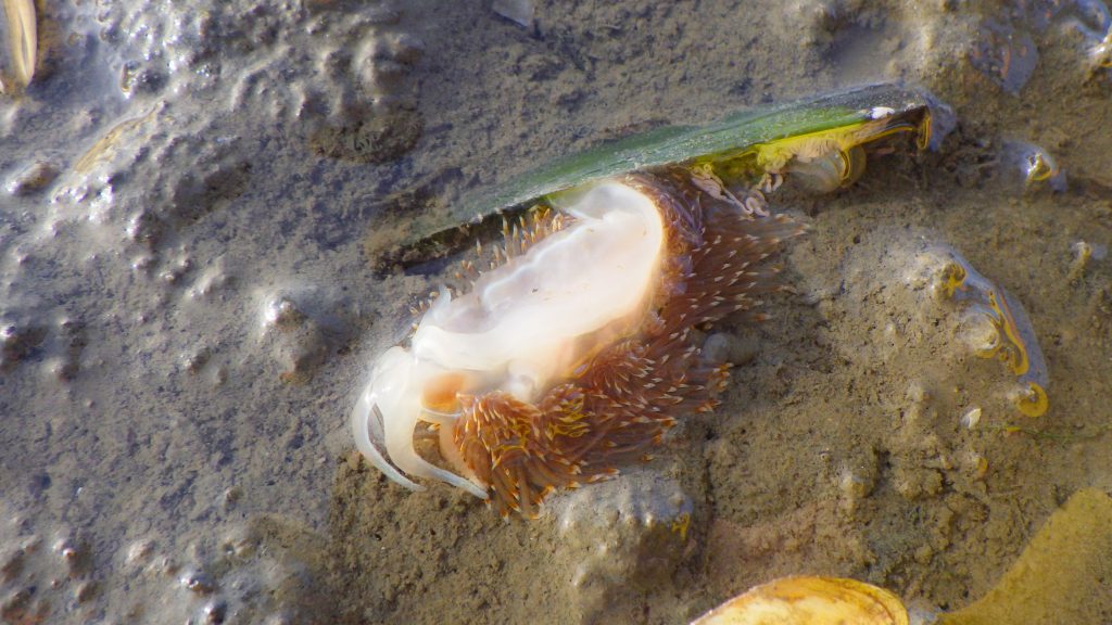hermissenda nudibranch laying eggs