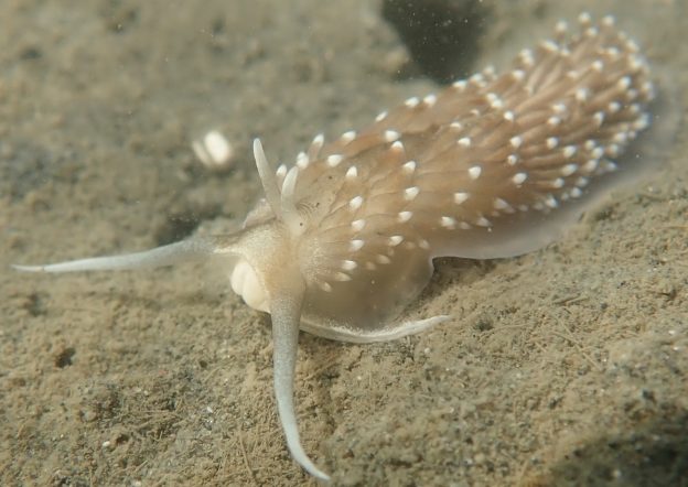 Cerberilla pungoarena in Morro Bay. Copyright passiflora4, Laura Schachterle and Thomas Hintz.