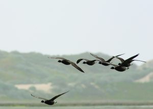 The number of brant observed in Morro Bay over the past seven years has been relatively stable but more than 90% lower than the most recent peak in 2002. Photo courtesy of Michael “Mike” Baird, bairdphotos.com.