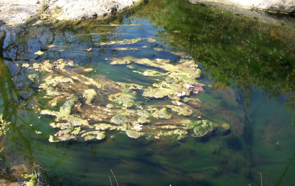 If excess nutrients disrupts the balance between naturally-occurring algae and other plants, then algae can take over. This can lead to lower oxygen levels in the creek since decomposing algae uses up the oxygen. Algae can also damage fish gills.