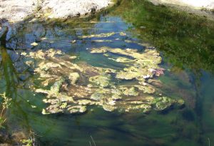 Chorro Creek Algae