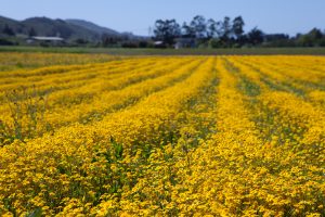 Habitat protected, enhanced, restored, credit Land Conservancy of SLO County, Morro Bay National Estuary Program.