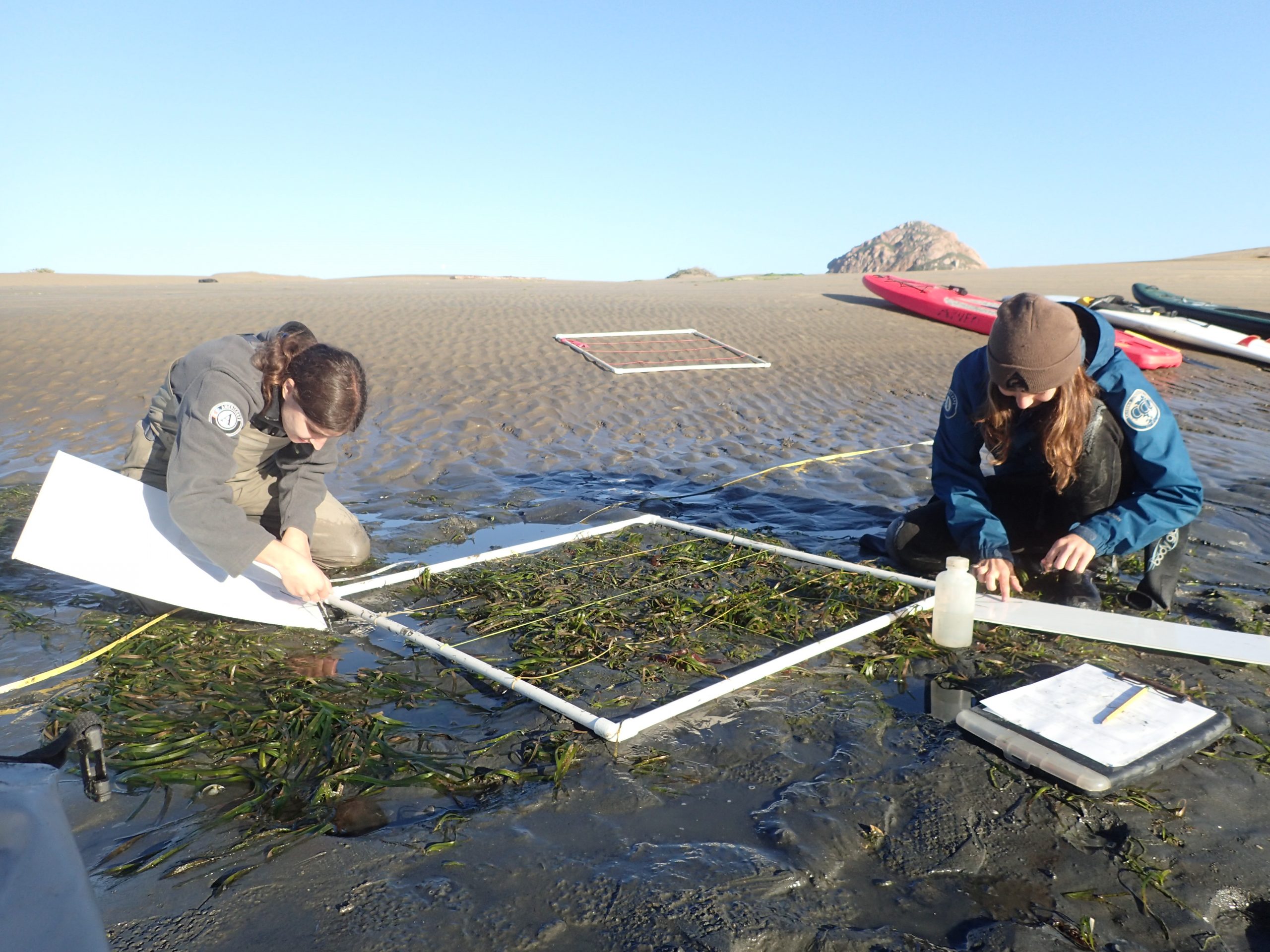 Does Morro Bay support healthy eelgrass beds?