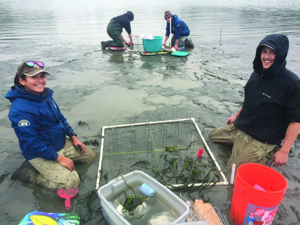 Eelgrass - planting (6)