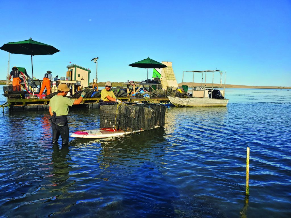 Grassy Bar Oyster Company