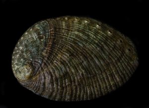 Green Abalone Shell