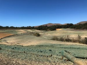 Native Seed Mix