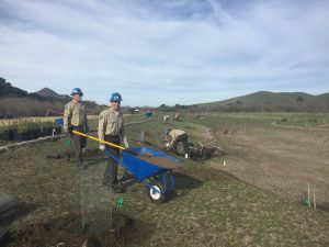 Native Planting Growing - California Conservation Corps
