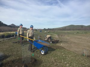 Native Planting Growing - California Conservation Corps