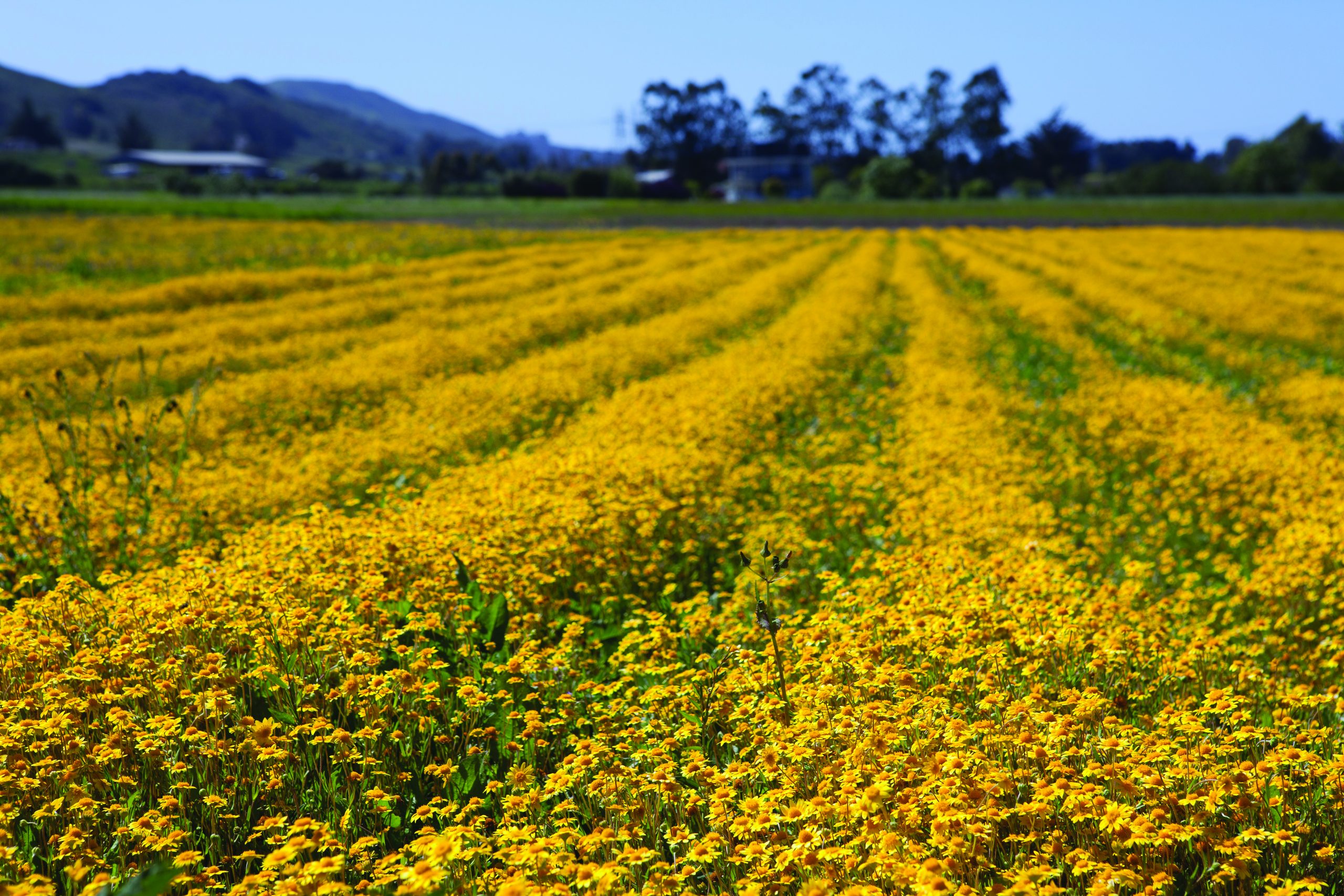 Are important natural areas being protected, enhanced, and restored?