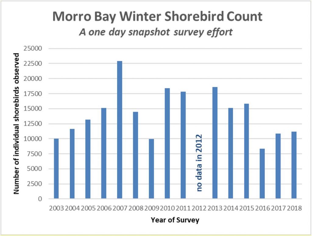 Morro Bay Winter Shorebird Count