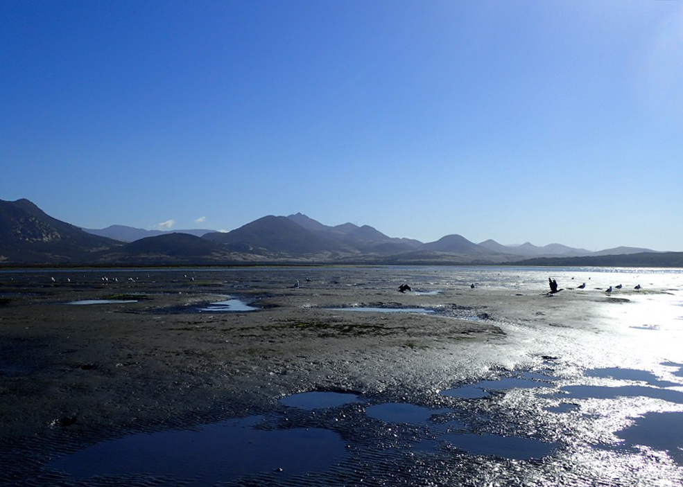 Mudflat, morro bay national estuary program