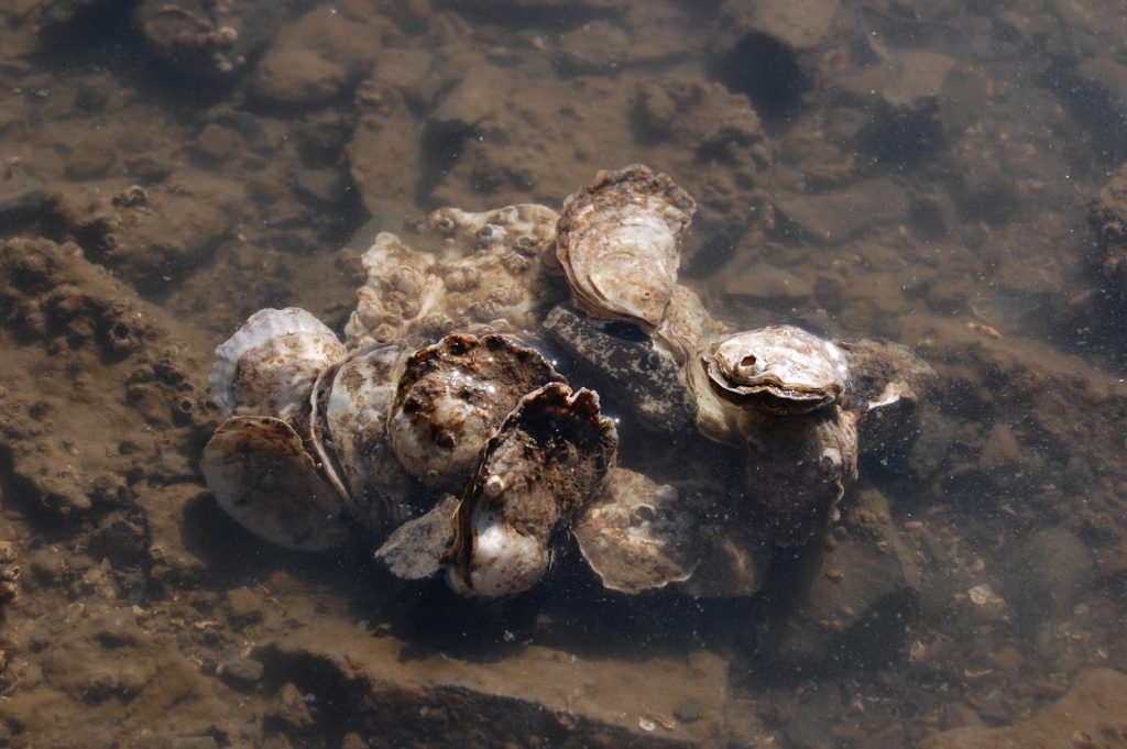 Olympia Oyster Cluster