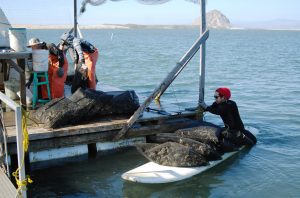 Grassy Bar Oyster Company Paddleboard Oyster Loading