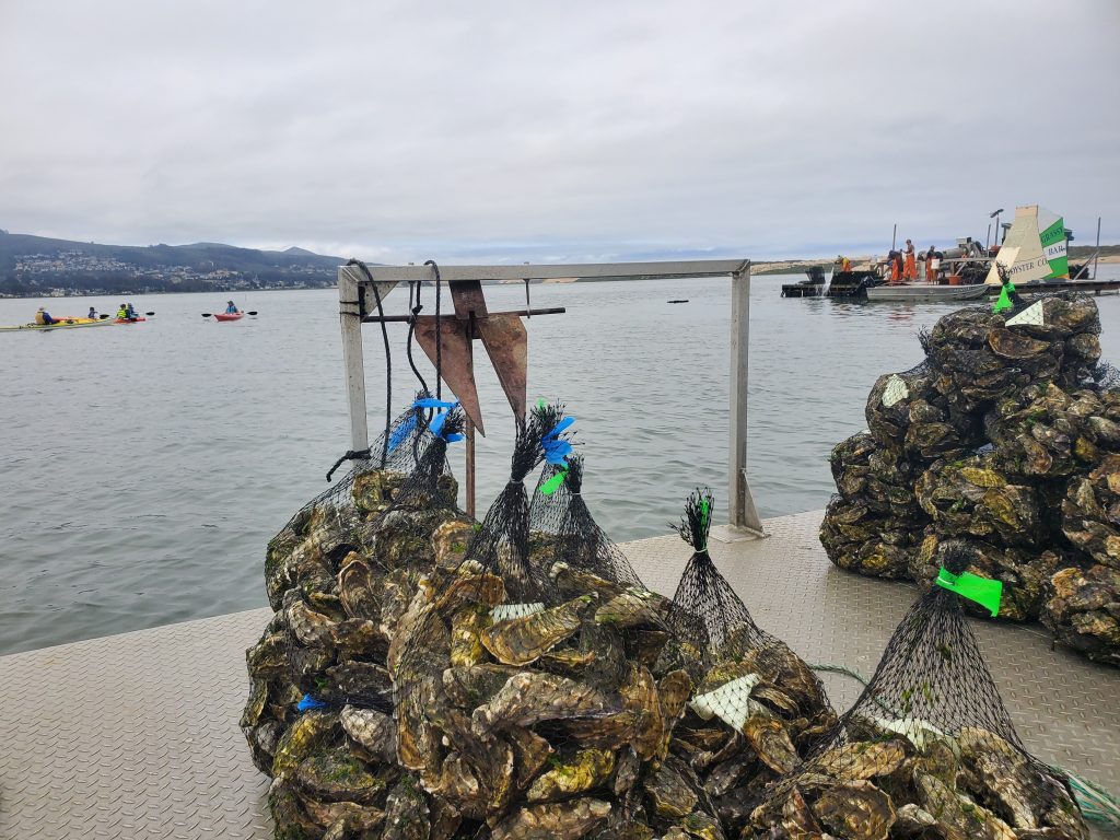 Is the bay clean enough to support commercial shellfish farming
