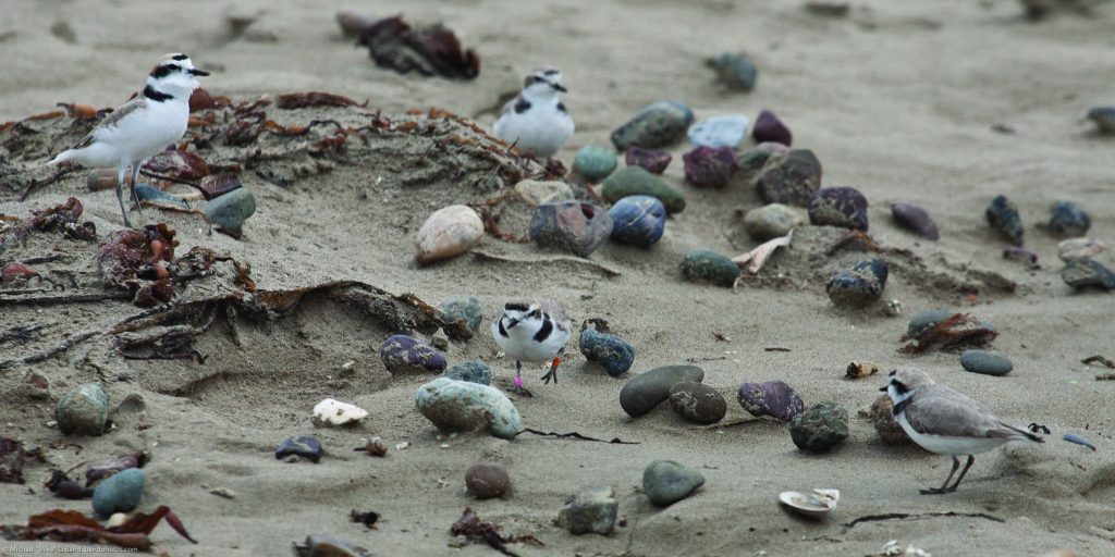 Over the past eighteen years, western snowy plovers have laid an average of 176 nests each season on the Morro Bay sandspit. Photos courtesy of Michael “Mike” Baird, bairdphotos.com.