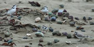 Over the past eighteen years, western snowy plovers have laid an average of 176 nests each season on the Morro Bay sandspit. Photos courtesy of Michael “Mike” Baird, bairdphotos.com.