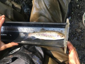 Steelhead, Morro Bay National Estuary Program.