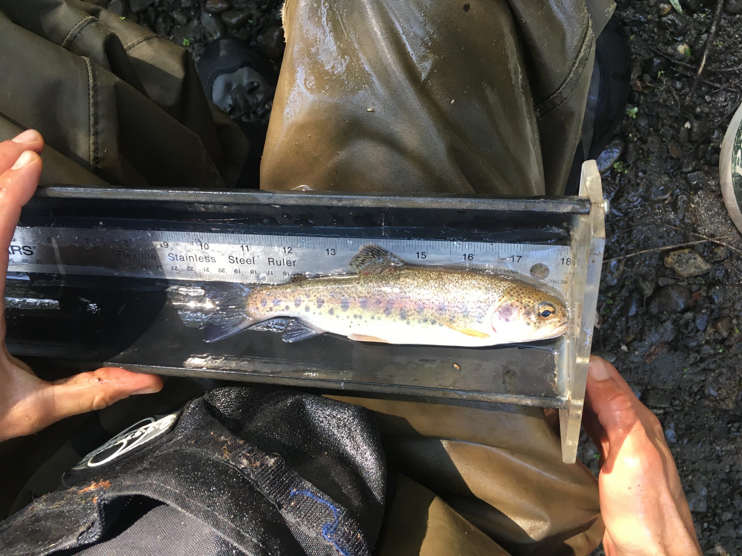 Do the estuary and watershed support a healthy population of steelhead?