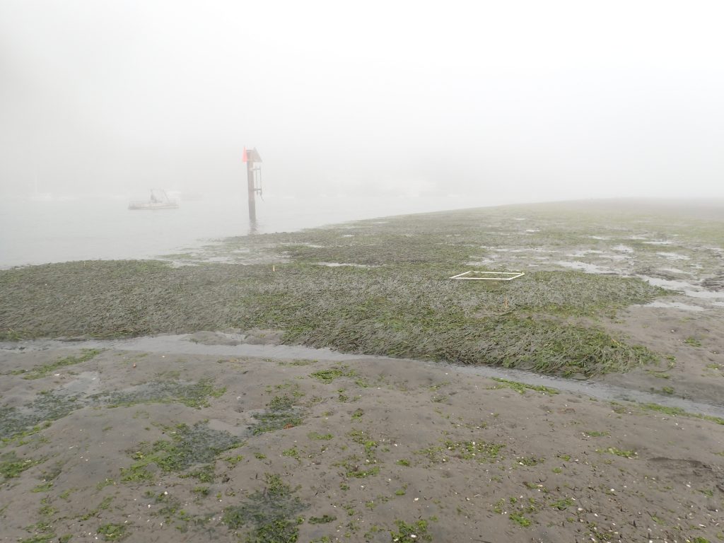 Pardon the image quality – this particular field day was a classic Morro Bay field day – started out sunny and warm, and ended extremely foggy and cold. This is photo of one of our restoration sites that we have planted at three years in a row. This photo is looking at parts planted in2017 and 2018. As you can see, they have expanded together, now forming a pretty substantial eelgrass bed. 