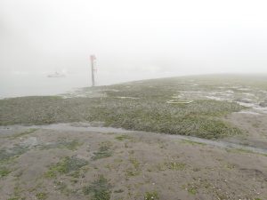 Pardon the image quality – this particular field day was a classic Morro Bay field day – started out sunny and warm, and ended extremely foggy and cold. This is photo of one of our restoration sites that we have planted at three years in a row. This photo is looking at parts planted in2017 and 2018. As you can see, they have expanded together, now forming a pretty substantial eelgrass bed.