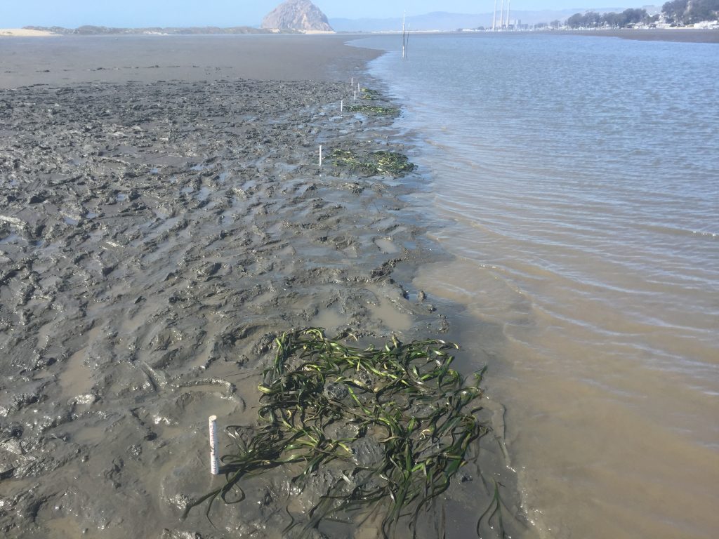 Initially, we planted eelgrass in six locations, spaced a few meters apart, as you can see in the photograph above. 