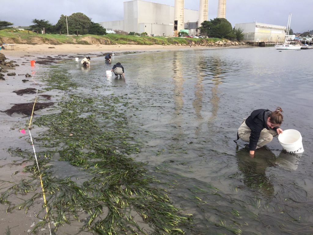 Eelgrass Harvesting