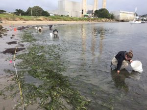 Eelgrass Harvesting