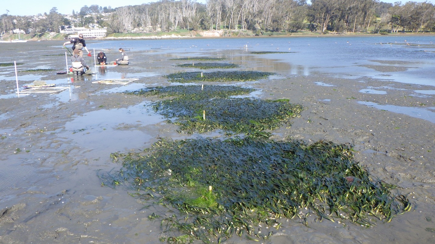 Current restoration efforts (left) next to eelgrass plots from previous years (center).