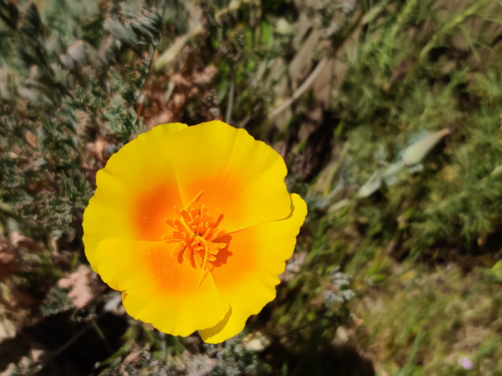 A California poppy