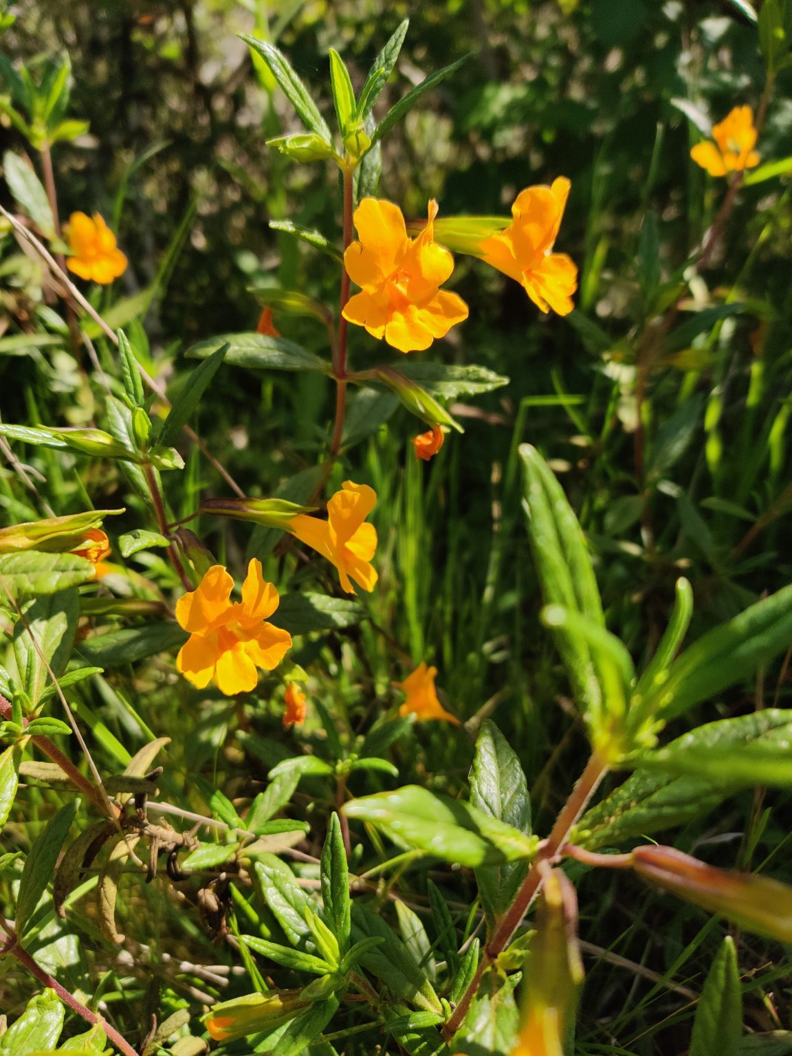 Sticky monkey flower Morro Bay National Estuary Program