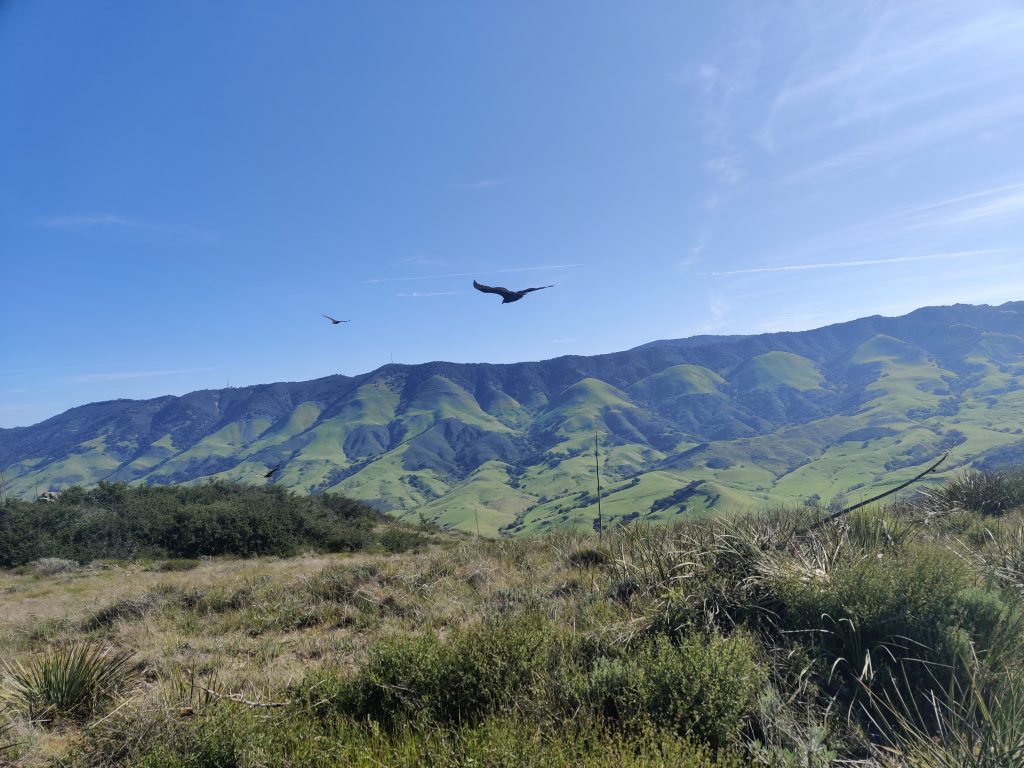 Turkey vultures over green hills.