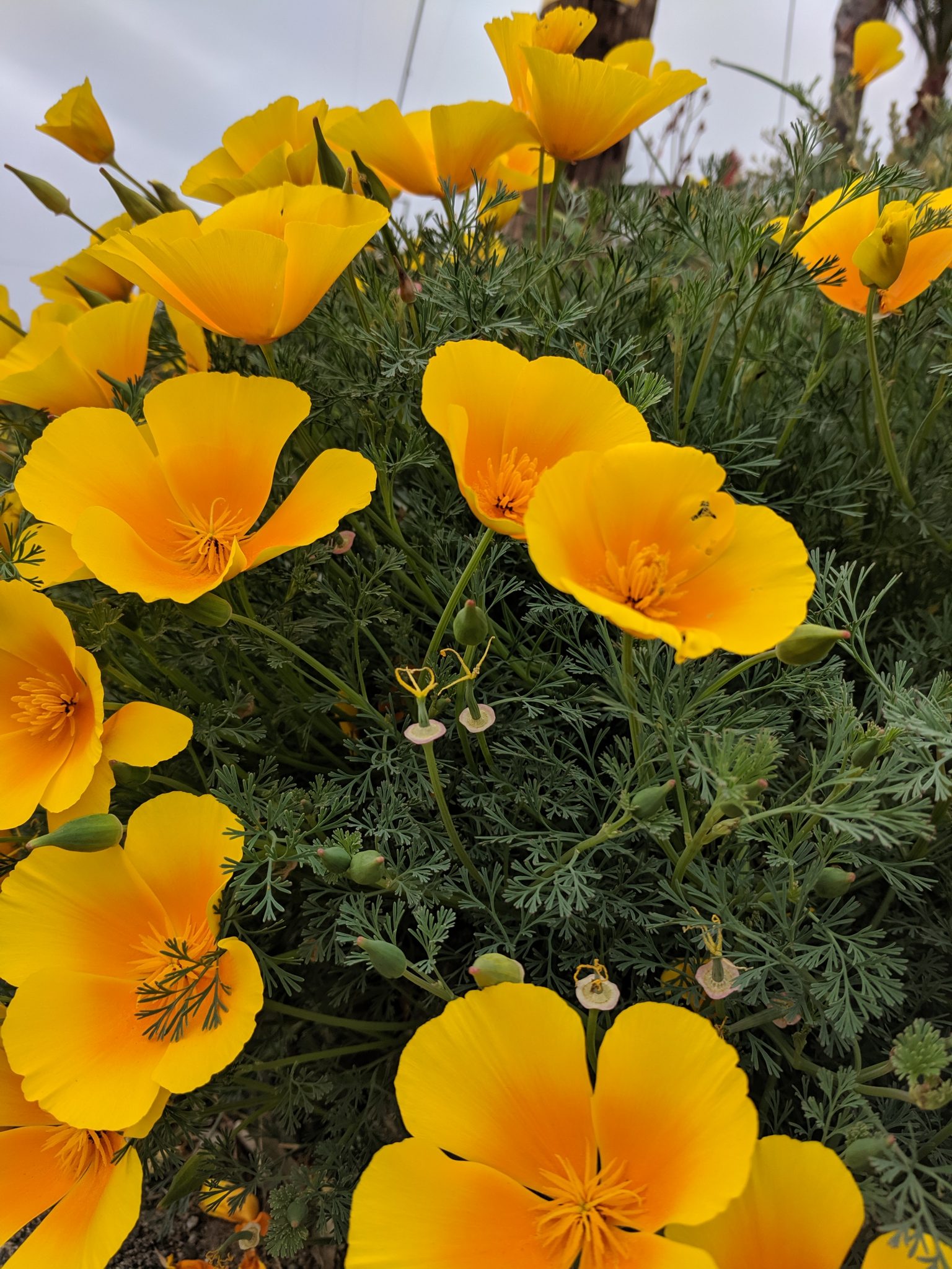 April Showers Bring May Flowers Morro Bay National Estuary Program