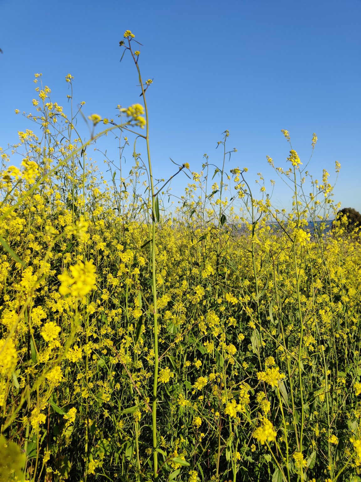 April Showers Bring May Flowers Morro Bay National Estuary Program