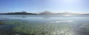 Eelgrass is visible on top of the bay water, which reflects sunlight.