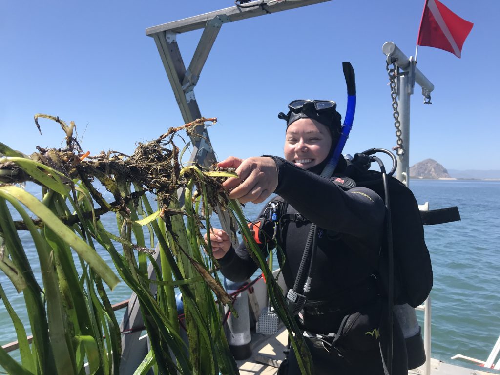 Tenera Environmental staff plant subtidal eelgrass in spring of 2020. 