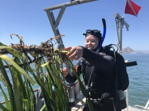 Tenera Environmental staff plant subtidal eelgrass in spring of 2020.