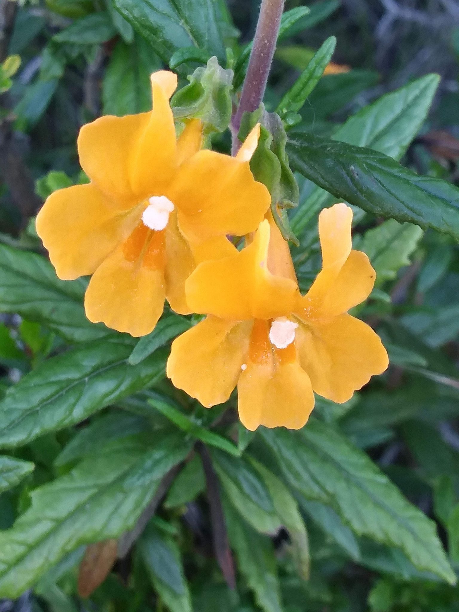 Sticky Monkey Flower Morro Bay National Estuary Program