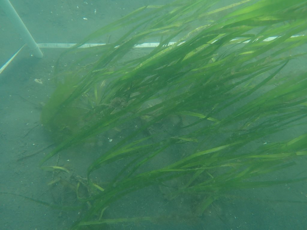 A ½ meter eelgrass plot planted using scuba.