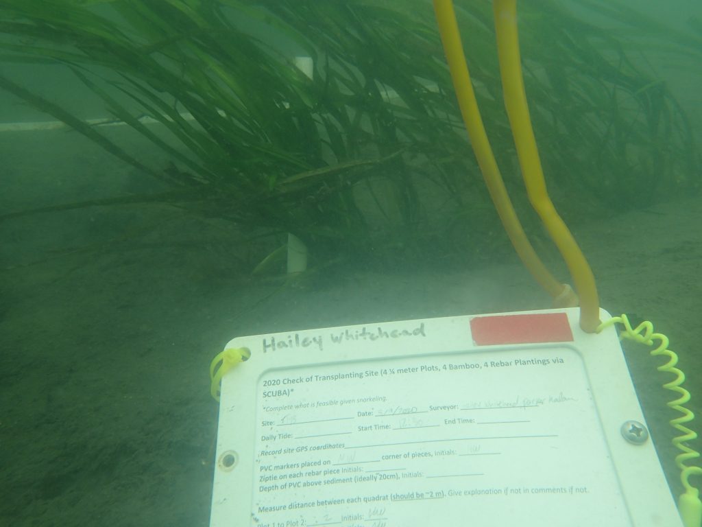 As you can imagine, planting underwater creates new challenges. It can be difficult to use equipment in the current, and murky water can make it hard to see what you are doing. Luckily, the water clarity at this planting site allowed for good visibility and smooth planting of this rebar piece. 