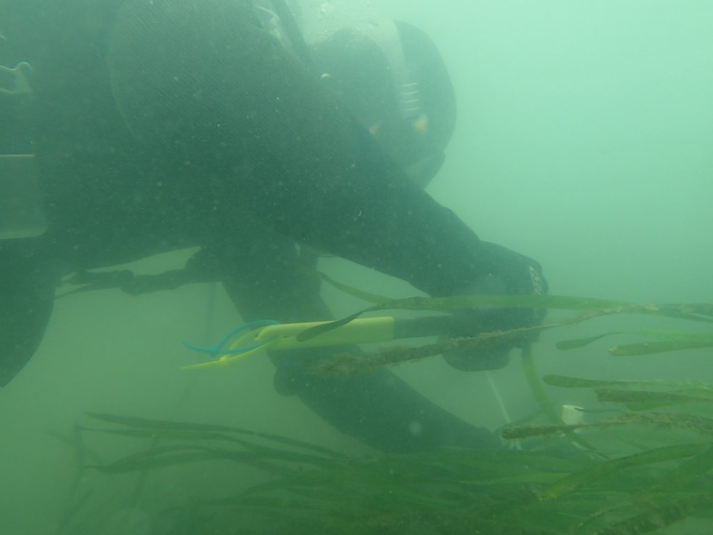 Tenera staff marking an eelgrass plot for future monitoring. We will monitor these plots approximately every three months to track their survival and health. 