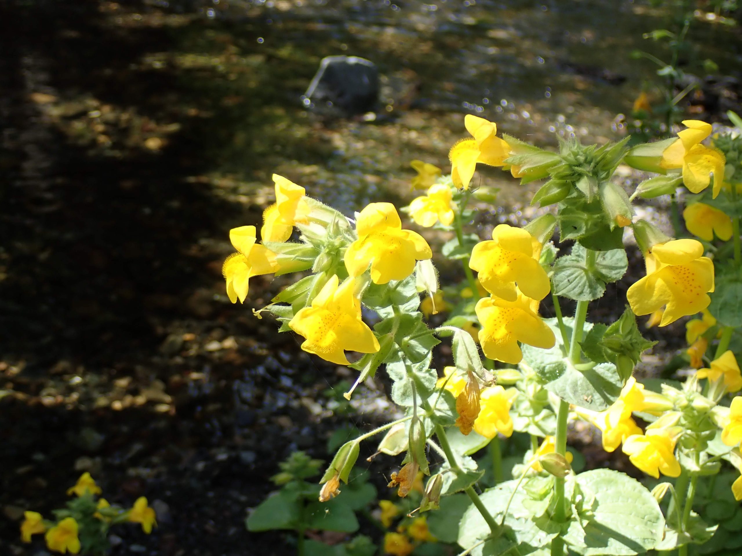 Monkey Seep Flower Morro Bay National Estuary Program