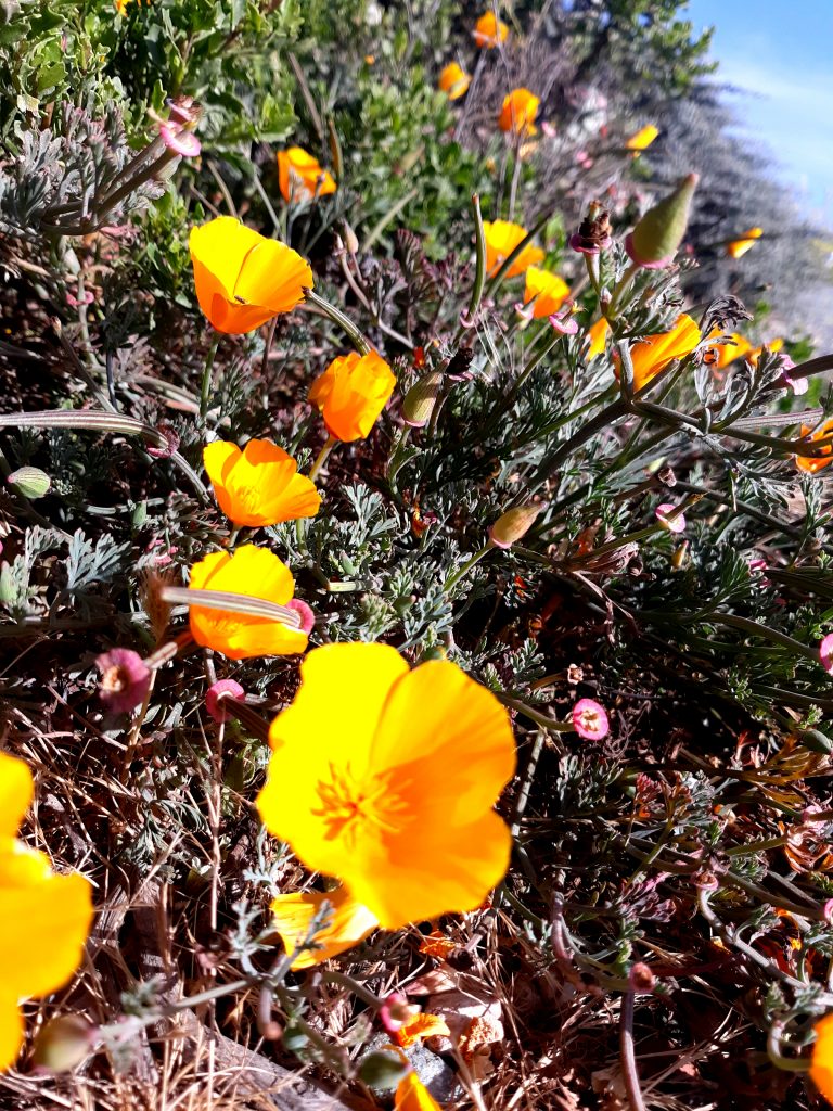 California poppies and other flowers bloom