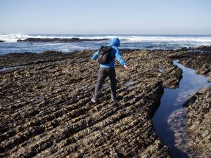 Person walking along tidepools in Montana de Oro State Park. Copyright calamity_sal.