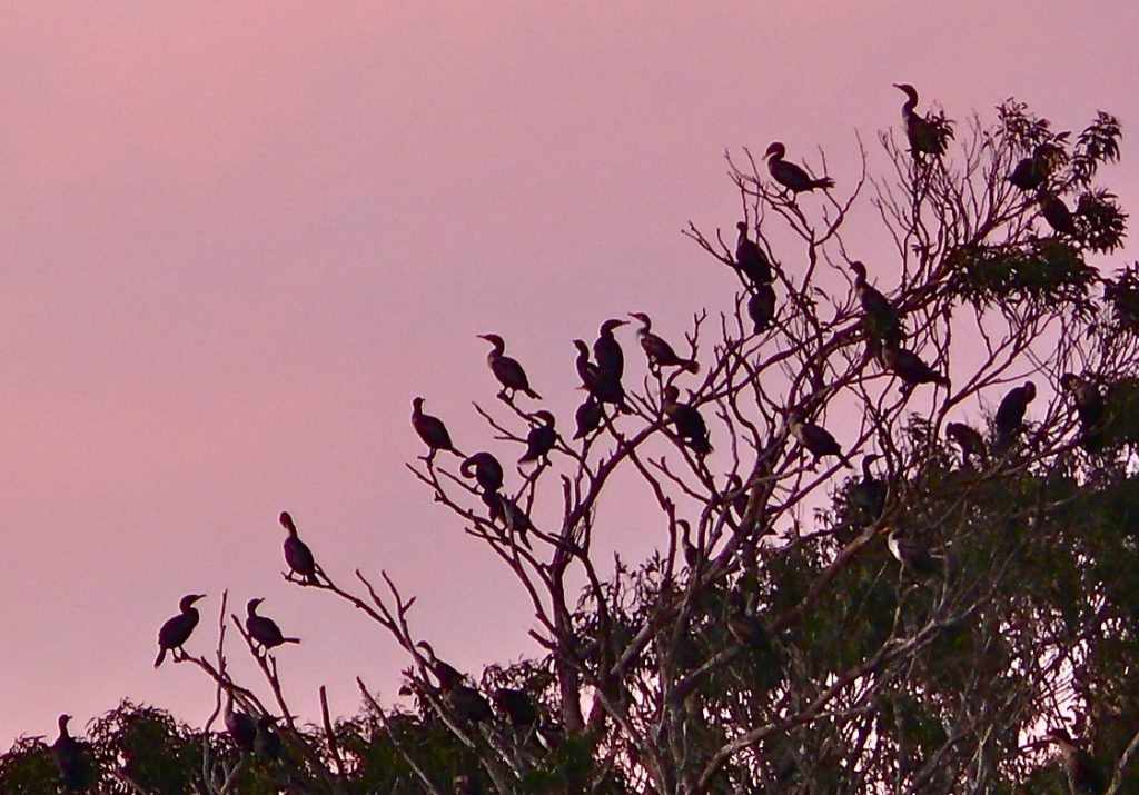 Double-crested cormorants roost in eucalyptus trees at Windy Cove.