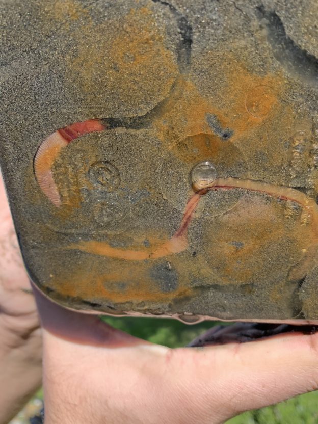 Acorn worm Farm container Morro Bay National Estuary Program